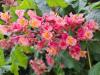 Rote-Kastanie-