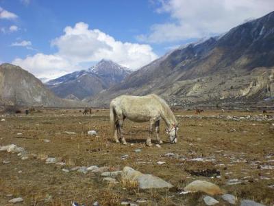 manang-horse