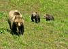 044-Yellowstone-Grizzli-Mom