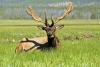 046-Yellowstone-Elk