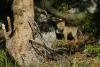 047-Yellowstone-Coyote-Cub