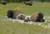 048-Yellowstone-Bisons