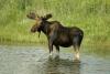 050-Grand-Teton-Moose