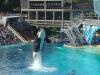 122-Shamu-close-up-1