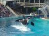 123-Shamu-close-up-2