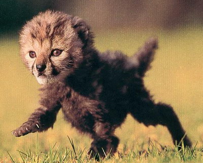 wenn du dich beim frühstückstisch vorn über beugst, öffnet sich dein morgenmantel und ich komm und fühl dein kleines nest, dass noch ganz warm ist...