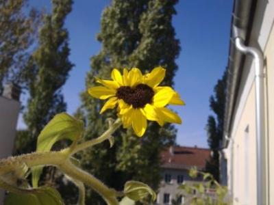 sonnenblumenherz