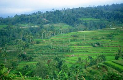 DPS-Bali-Restaurant-view-on-rice-terraces-in-central-Bali2_b