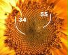 Sonnenblume mit Fibonacci-Spiralen
