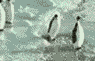 pinguine