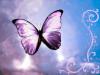 Butterfly_Wallpaper