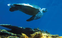 cover_turtle