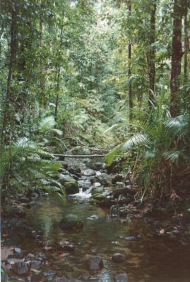 daintree