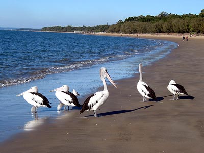 hervey-bay-beach