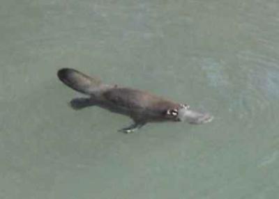 platypus