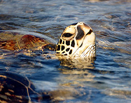 turtlehead