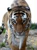 wie man sieht scheinen tiger auch so etwas wie "neugier" zu besitzen...
