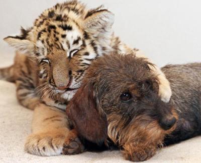 TigerDackel