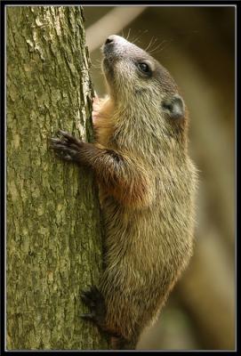 woodchuck