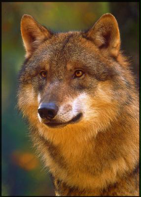 1wolf