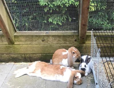 Drei-Kaninchen