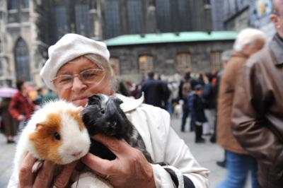 meerschweinchen