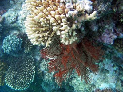 Rote-Coralen