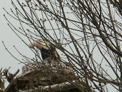 Storch2