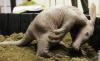 aardvark-20baby1-735811
