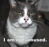 robinamused