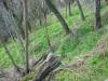 natur