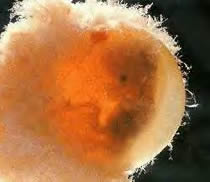 embryo3