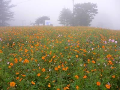 Blumen in Dake-Onsen