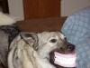 teeth