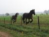 Galopp