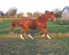 Olli-galopp