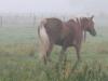 Strolch-trottet-dahin-