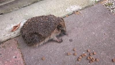 Igel-fuettern_2