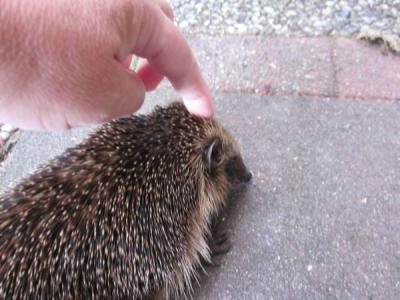 Igel-streicheln