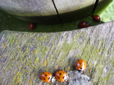 Marienkäfer (im Plural).