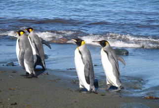 Vier-Pinguine