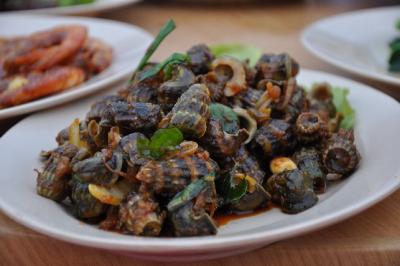 Schnecken-Muscheln