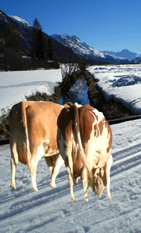 Kühe in der Loipe