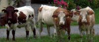 staunende Kühe