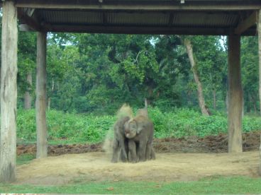 Elefantenbabys