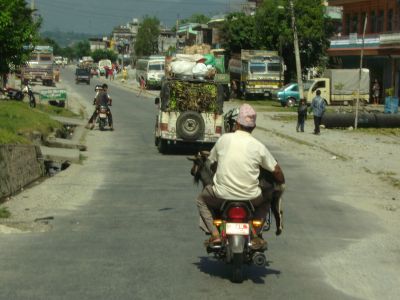 Ziege-auf-dem-Moped