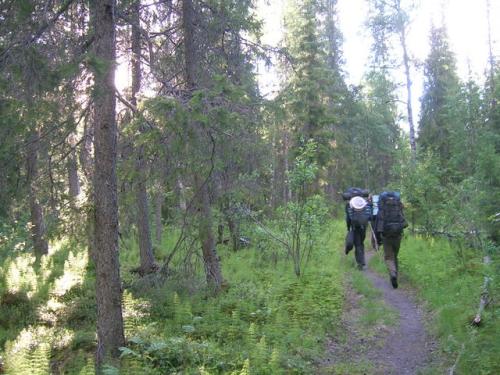 Der Padjelanta schlängelt sich durch den Wald Der Padjelanta schlängelt sich durch den Wald