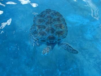 Isla Mujeres