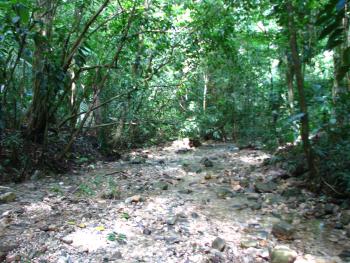 Palenque - Jungle