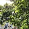 Lemgoer-Strasse_06